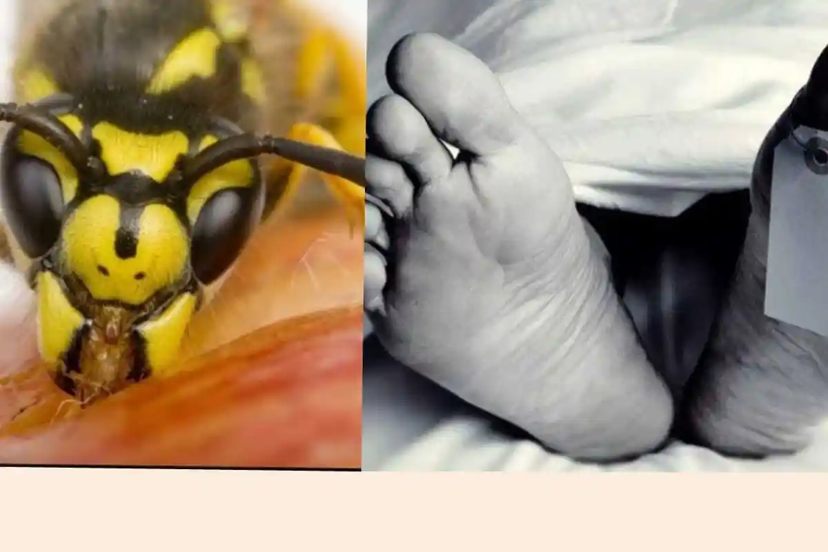 Waspada Teror Tawon Ndas Tewaskan 2 Orang, Sengatannya Mematikan, Kenali Gejala & Cara Penangananya