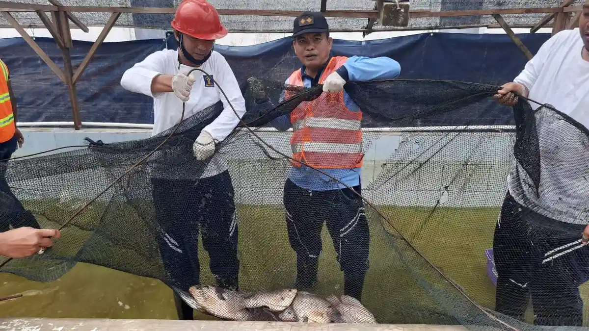 Warga Binaan Panen Ikan, Hasil Ternak di Luar Lapas Kelas IIA Barelang Batam