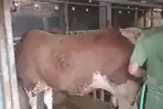 sapi-jumbo-jenis-Simental-milik-warga-Kampung-Surapandan-Cirebon.jpg