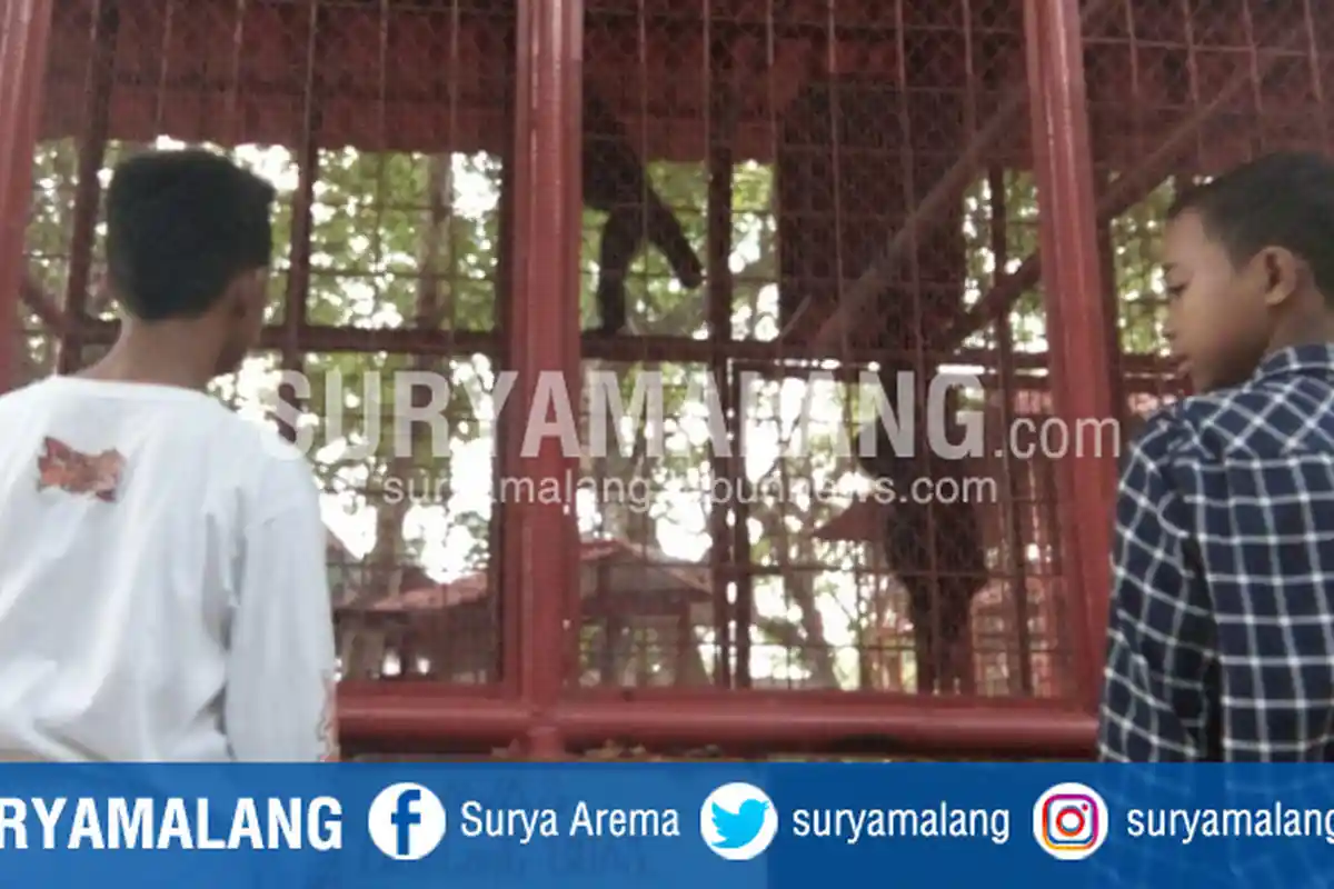 BREAKING NEWS - Jempol Balita Putus Akibat Diterkam Monyet di Blitar