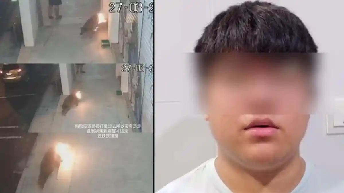 TEGA Pria Aniaya Anjing Liar hingga Membakarnya, Aksinya Viral Terekam Kamera, Kini Minta Maaf