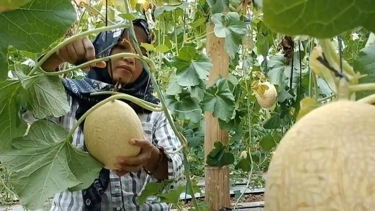 Melon Thailand Sweetnet Jadi Primadona Warga Kudus, Punya Ciri Khas Manis dan Renyah