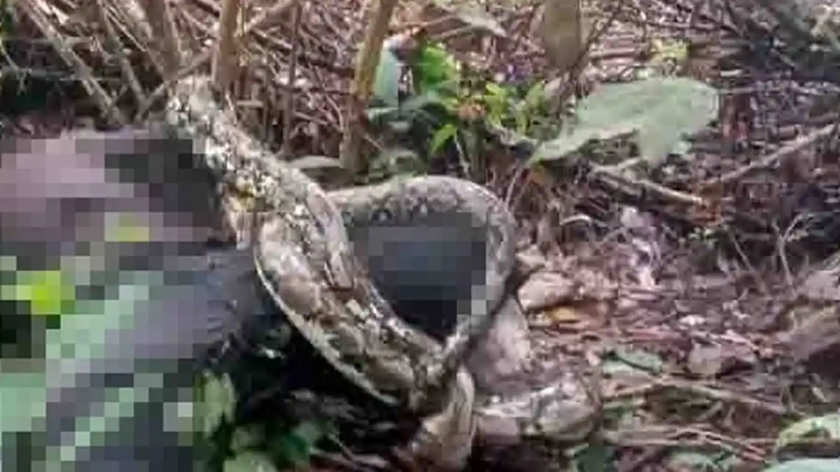 Orang Rimba Tewas Digigit Ular di Tengah Hutan, Sempat Bertarung dengan Ular Sanca Sepanjang 3 Meter