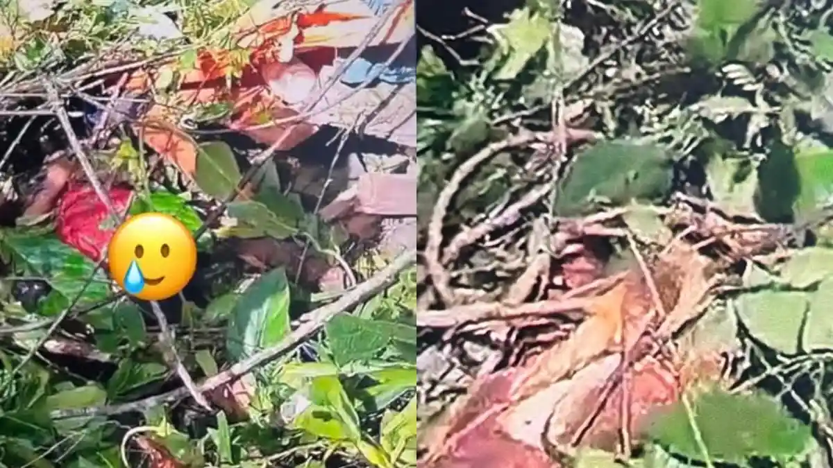 Video Proses Evakuasi Penebang Kayu Gorontalo yang Tewas Tertimpa Pohon di Hutan