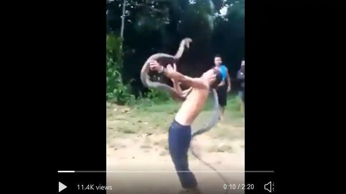 Pawang Ular Tewas Saat Atraksi, Dipatuk King Kobra di Tangan dan Kening