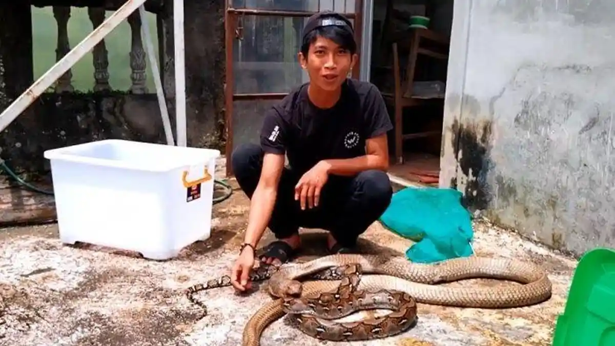 Pasca Dipatok Ular King Kobra, Alprih Priyono Muntah, Sempat Membaik Sejam Kemudian Jantung Melemah