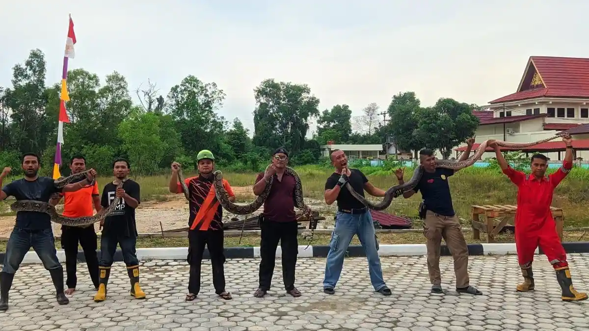 Tiga Ular Piton Berhasil Dievakuasi Bersarang Di Perumahan Griya Siderejo Karimun