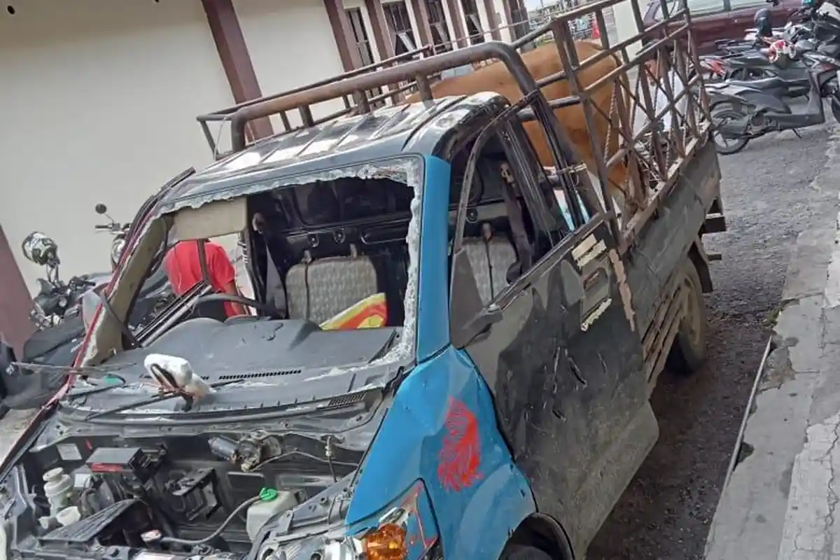 Video Aksi Pencurian Lembu Viral, Pemilik Ternak di Gayo Lues Mulai Resah