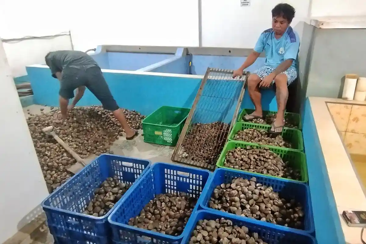 Kerang Dara Labuan Bajo Tembus Pasar Thailand