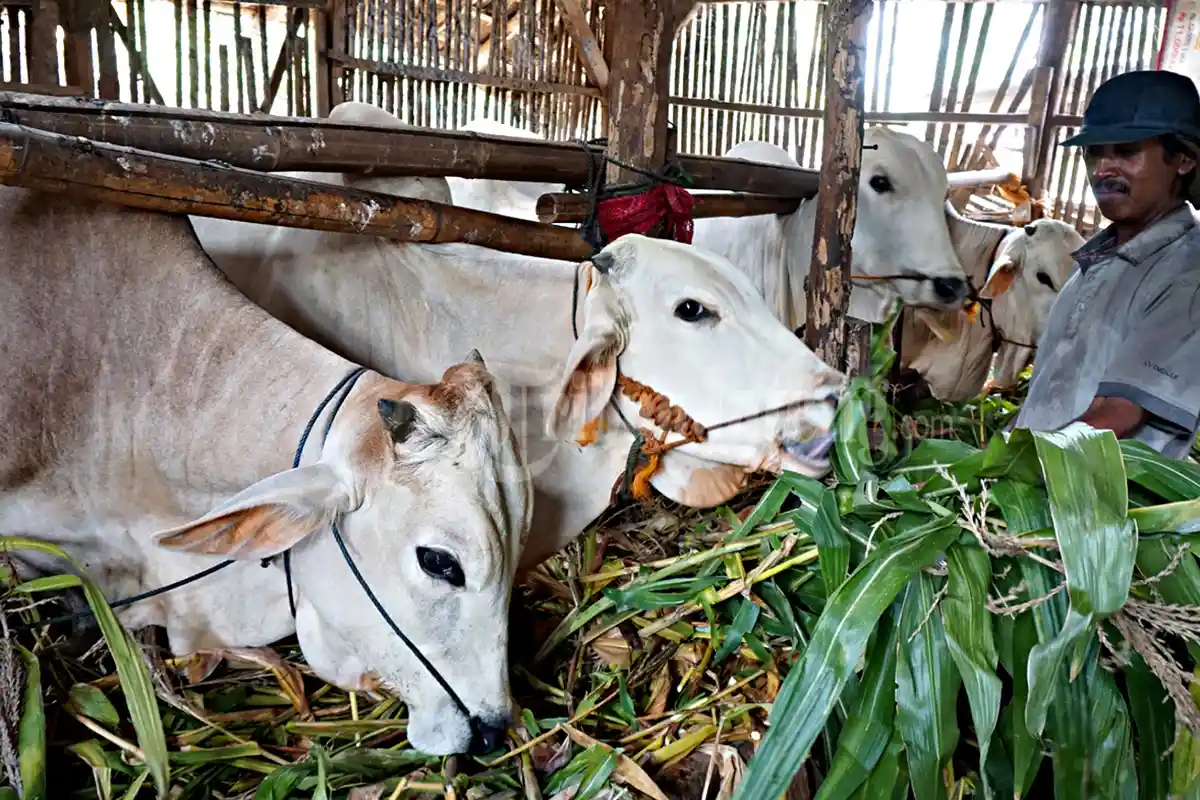 Tips Memilih Hewan Kurban Idul Adha 2020, Kambing dan Sapi Harus Memenuhi 3 Syarat Ini