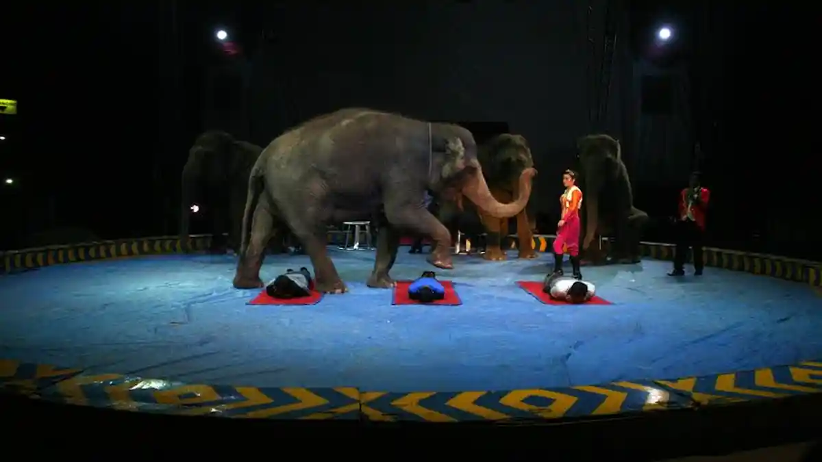 Atraksi Gajah dan Harimau Ini Bikin Anak-anak Ketagihan Nonton Sirkus