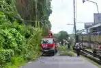Pohon Tumbang di Dendengan Luar Kota Manado, Akses Jalan Ditutup Sementara