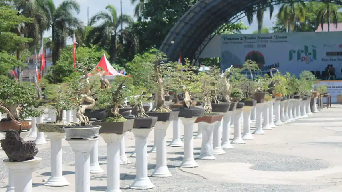 Kontes Bonsai di ATM Pangkalpinang, Tarik Wisatawan Luar Daerah
