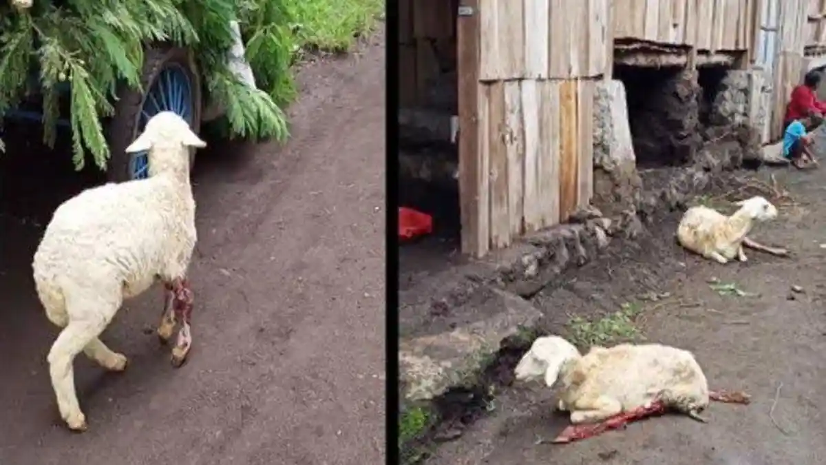 Belasan Ekor Kambing Alami Luka-luka Misterius, Sosok Ini Dibawa-bawa