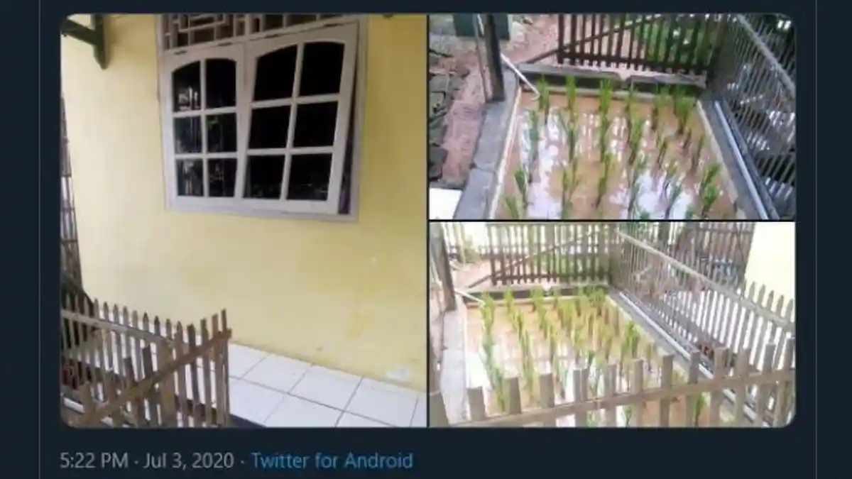Bukan di Sawah, Warga Tangerang Ini Tanam Padi di Teras Rumah, Beralaskan Keramik dan Diberi Pagar
