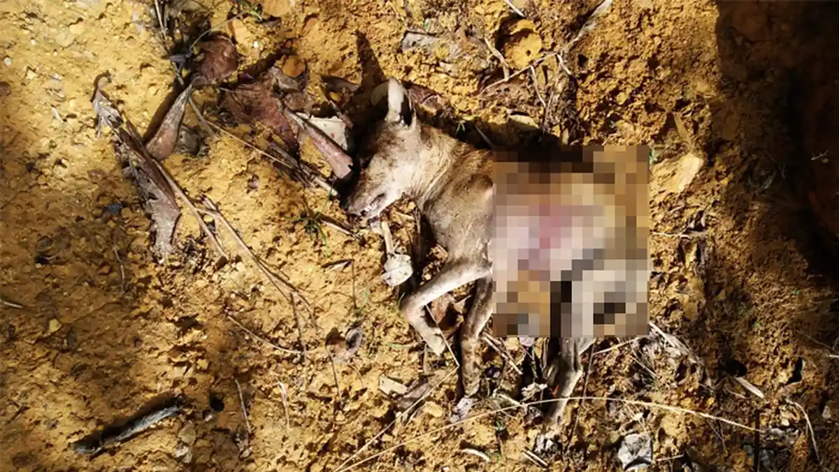 Populer Sumbar: Anjing Mati dengan Luka Cakar Ditemukan di Solsel, Kelompok Remaja Aniaya 2 Warga