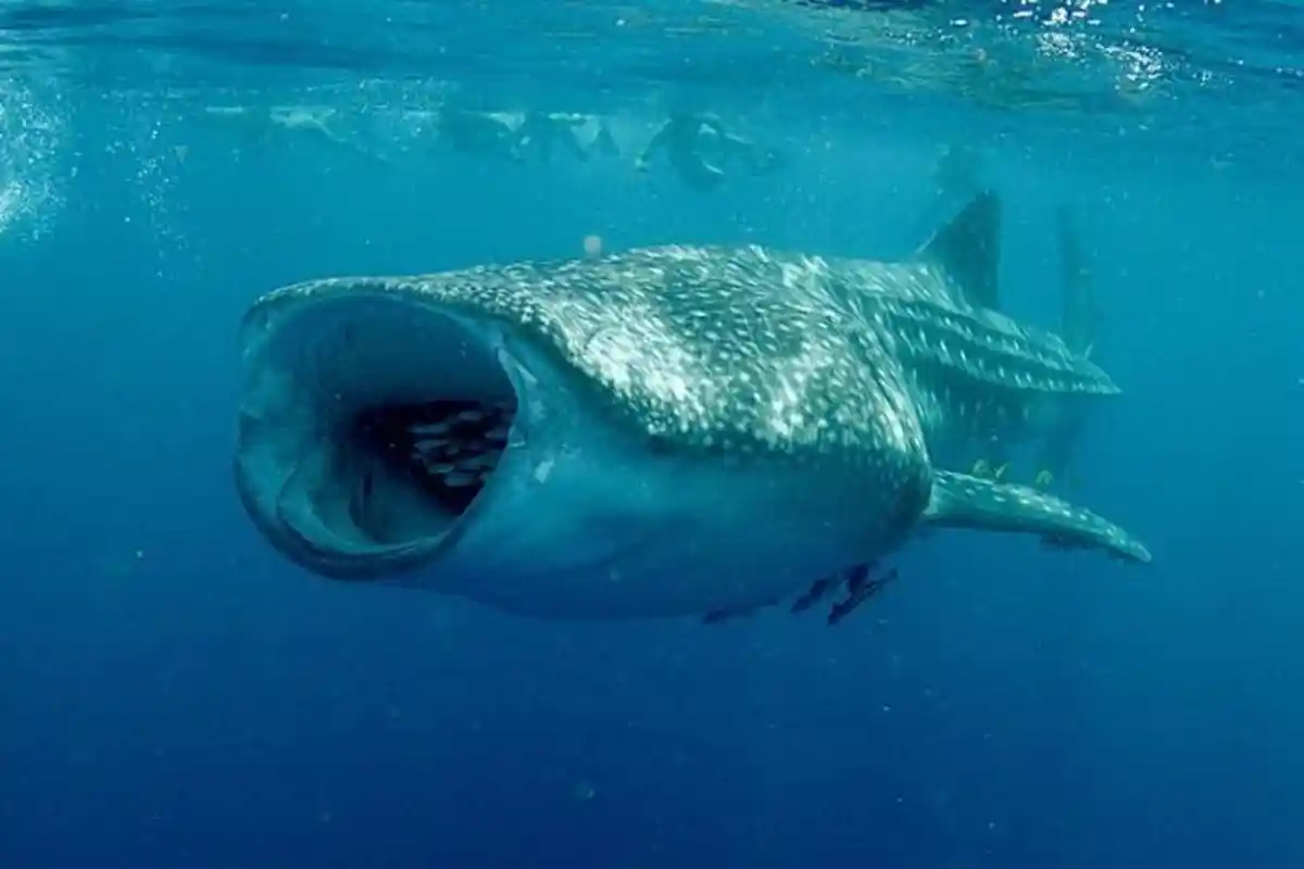 Inilah Penampakan Ikan Terbesar di Dunia