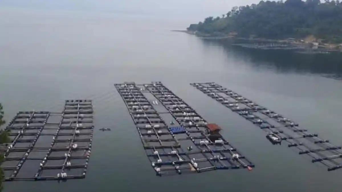 KJA Danau Toba Overs kapasitas, Menteri LH ajak 7 bupati rembuk