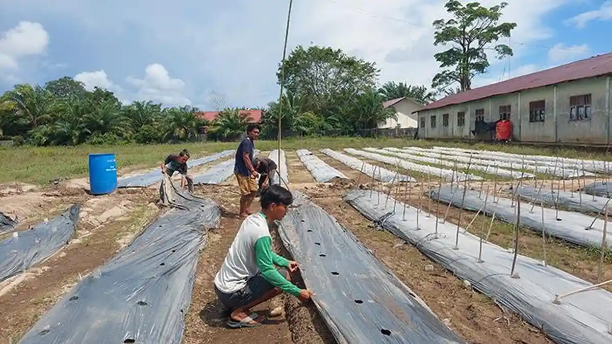 Dampak Banjir, Tanaman Cabai Milik Warga Gosong Telaga Barat Aceh Singkil Mati