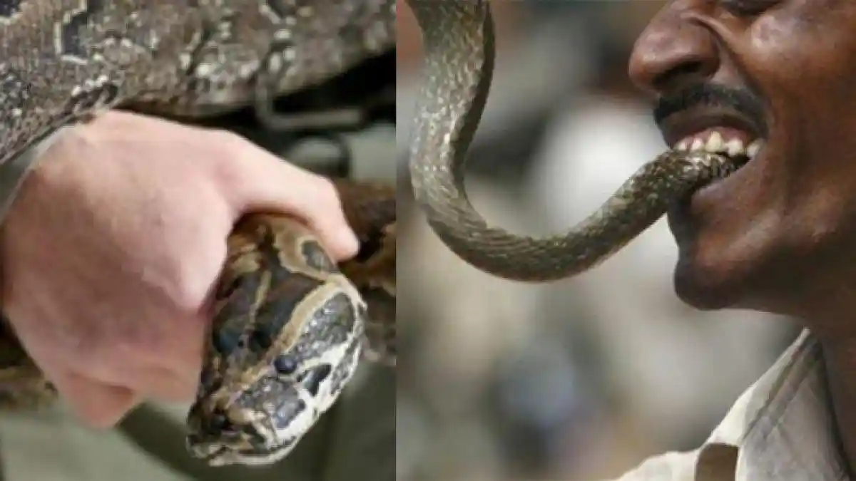 Tak Senang Kakinya Digigit, Pria ini Balas Dendam Gigit Balik Ular Piton yang Masuk ke Kamarnya