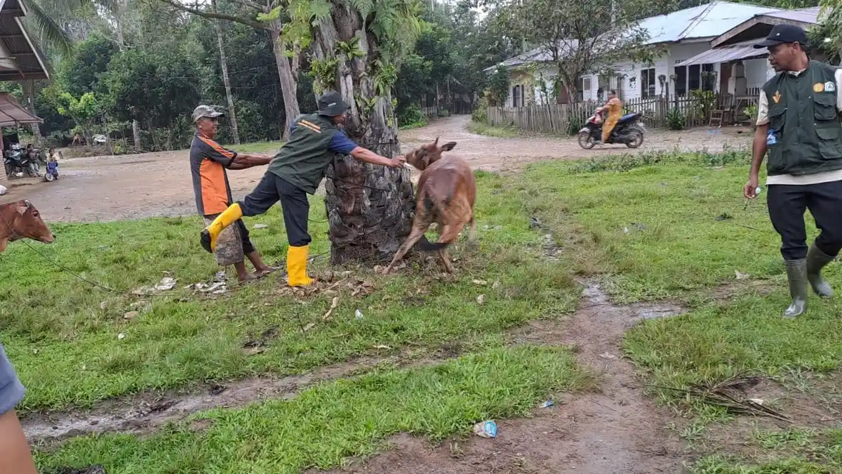 Cegah PMK, Tahun Ini Aceh Tamiang Vaksin 20 Ribu Ekor Ternak