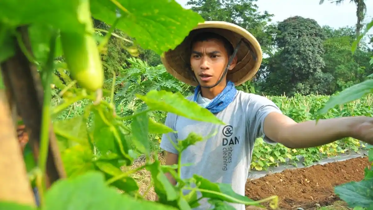 Potensi Pertanian Mentimun di Kota Bogor, Petani Milenial Bisa Hasilkan Setengah Ton Per Dua Hari