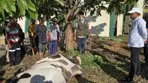penyembelihan-sapi-kurban-milik-Presiden-di-Pelalawan.jpg
