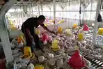 ayam-broiler-siap-panen.jpg