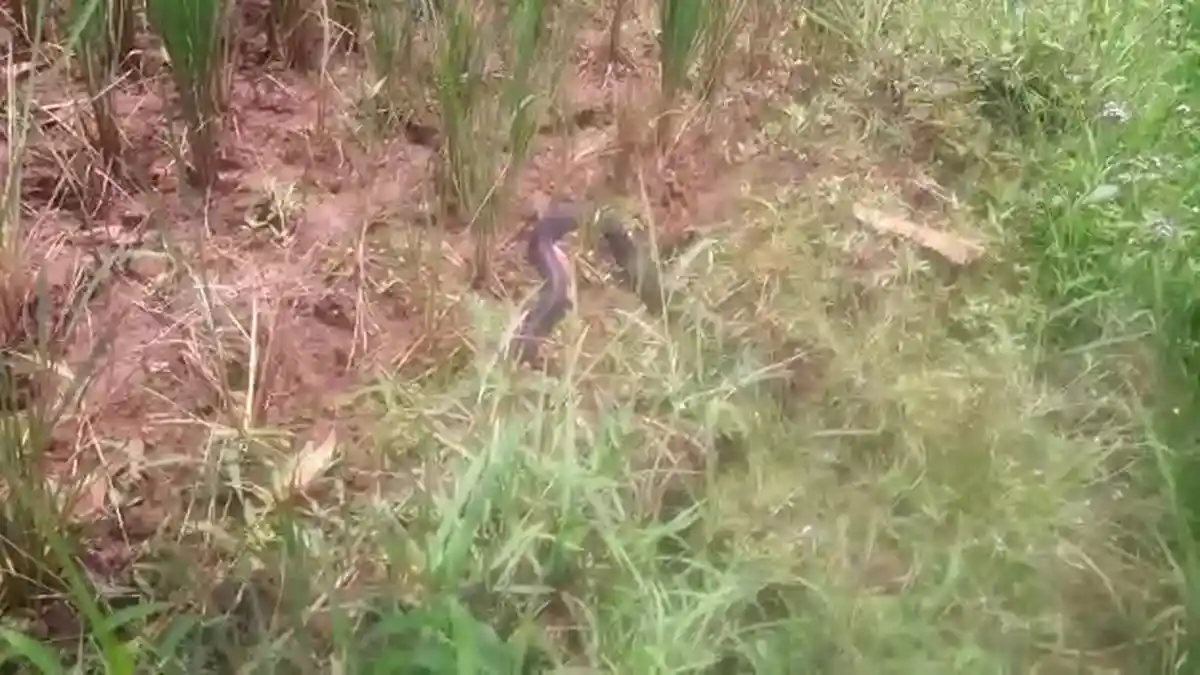Ular King Kobra Bermunculan di Sawah di Kuningan, Ternyata Disebut Pertanda Soal Cuaca