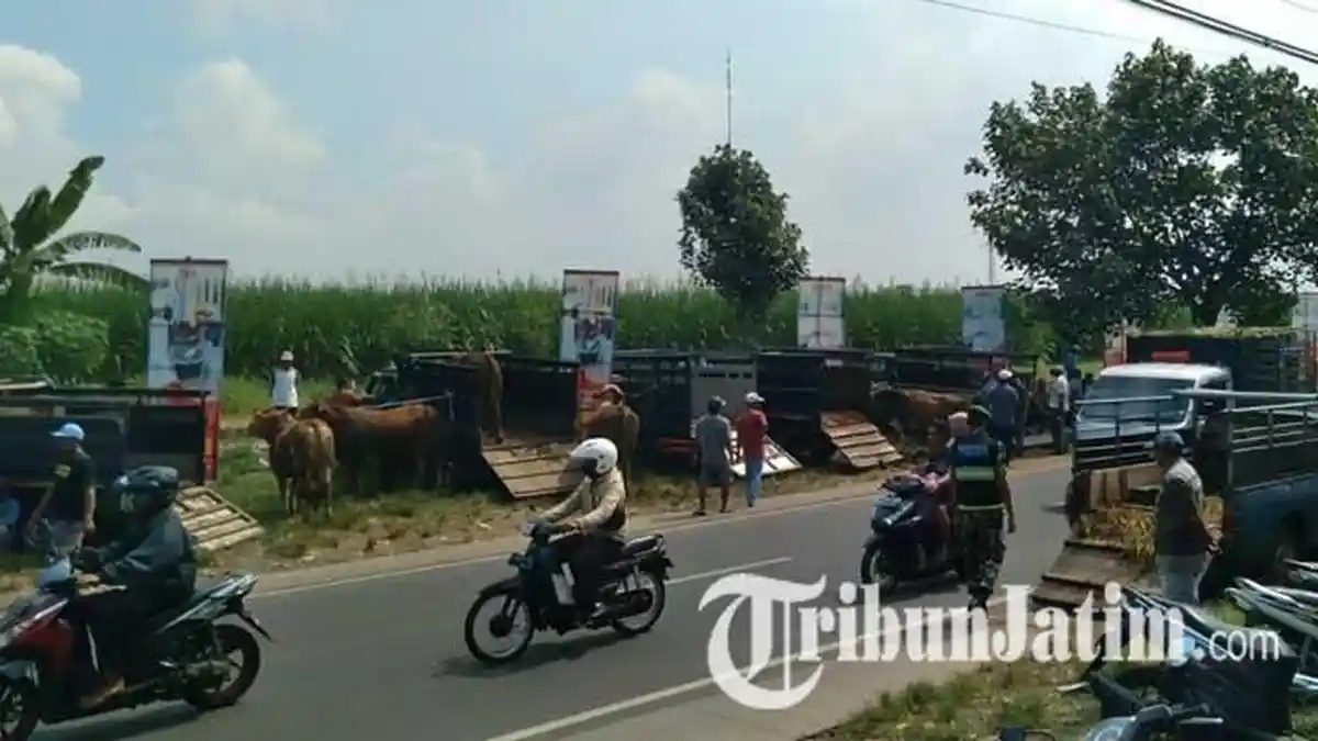 Pedagang di Malang Desak Pasar Hewan Segera Dibuka Kembali, Pemerintah Pikir-pikir