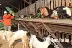 Nuryanto-memberi-makan-kambing-di-Desa-Kidangbang-Kecamatan-Wajak-Malang-ilustrasi-kurban.jpg