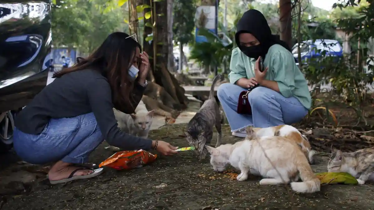 PPKM Level IV Banjarbaru, Sesama Movement Beri Makan Kucing Jalanan yang Terdampak