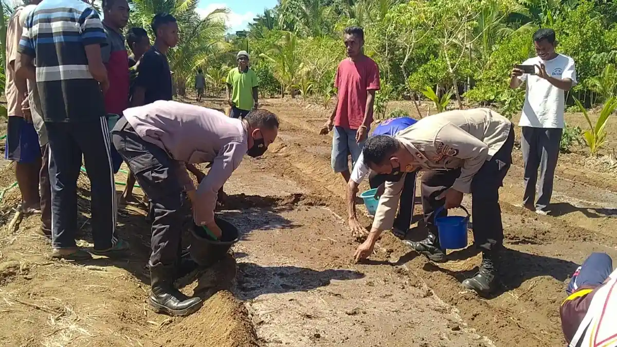 Kapolsek Waigete dan Bripka Soalihin Tanam Bawang Bersama Warga Nebe Sikka
