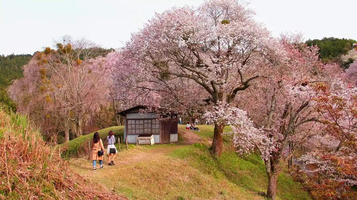 5 Tempat Terbaik untuk Melihat Bunga Sakura di Jepang Tahun 2025