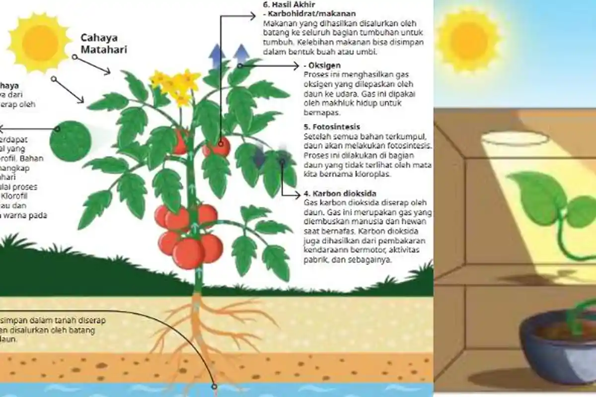 Kunci Jawaban 10 Latihan Soal Pilgan IPAS Kelas 4 SD Kurikulum Merdeka Semester 1 Bab 1