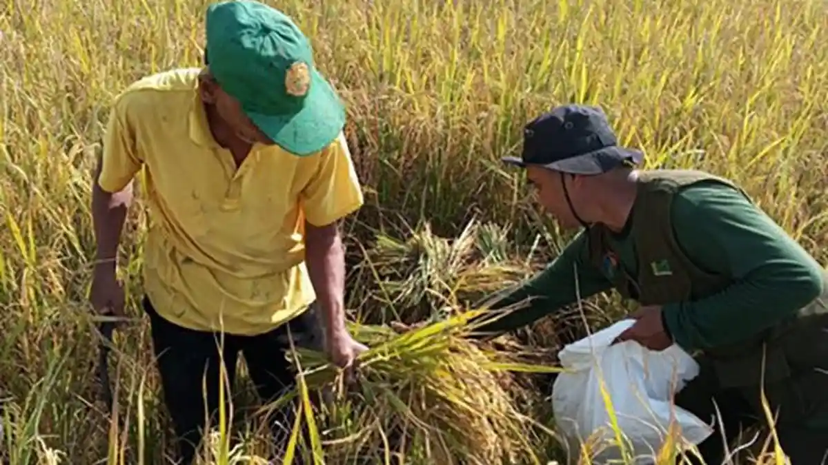 Sawit Makin Populer, Masyarakat Enggan Menanam Padi di Sarolangun?