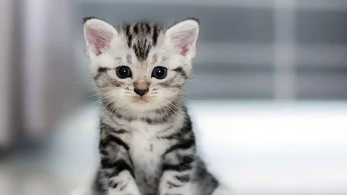 Nama Nama Kucing Betina dan Jantan yang Lucu, Lengkap dengan Artinya
