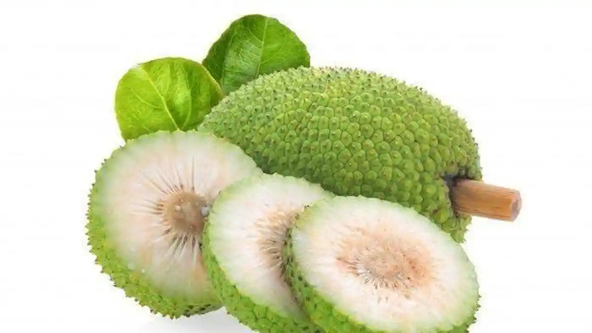 Rahasia Buah Sukun, Selain Enak Dimakan Bermanfaat Bagi Kesehatan Tubuh, Bisa Matikan Sel Kanker