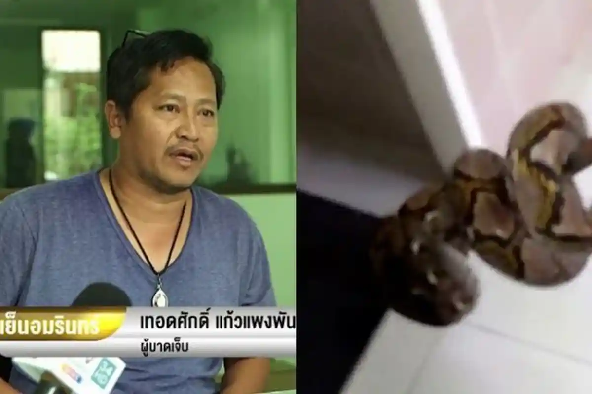 Sedang Kencing di Toilet, Alat Vital Pria Ini Diserang Ular Piton, Seperti ini Kondisinya