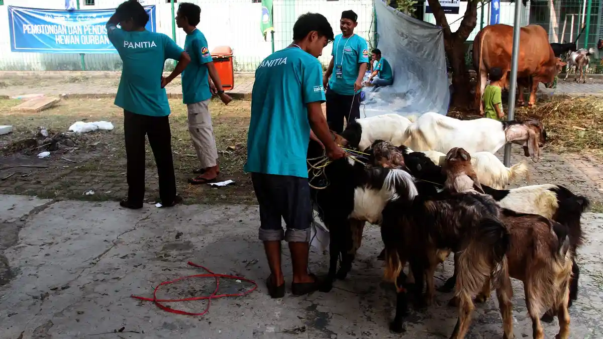 Hukum Kurban dengan Uang Utang saat Hari Raya Idul Adha 2018