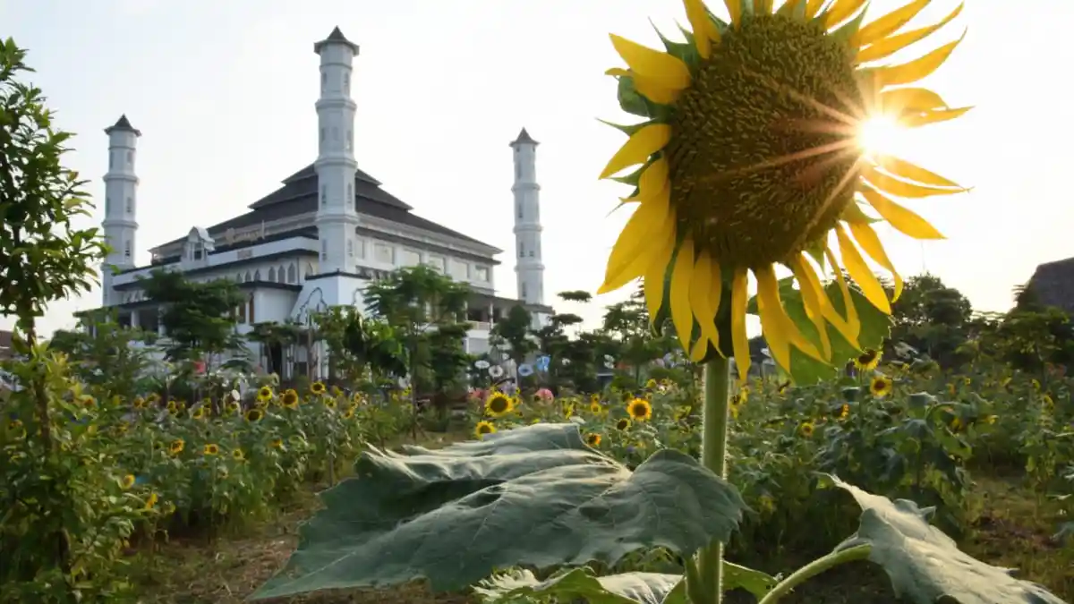 Bunga Matahari Bermekaran di Masjid Tajug Gede Cilodong Purwakarta, Menandai Kehidupan Baru