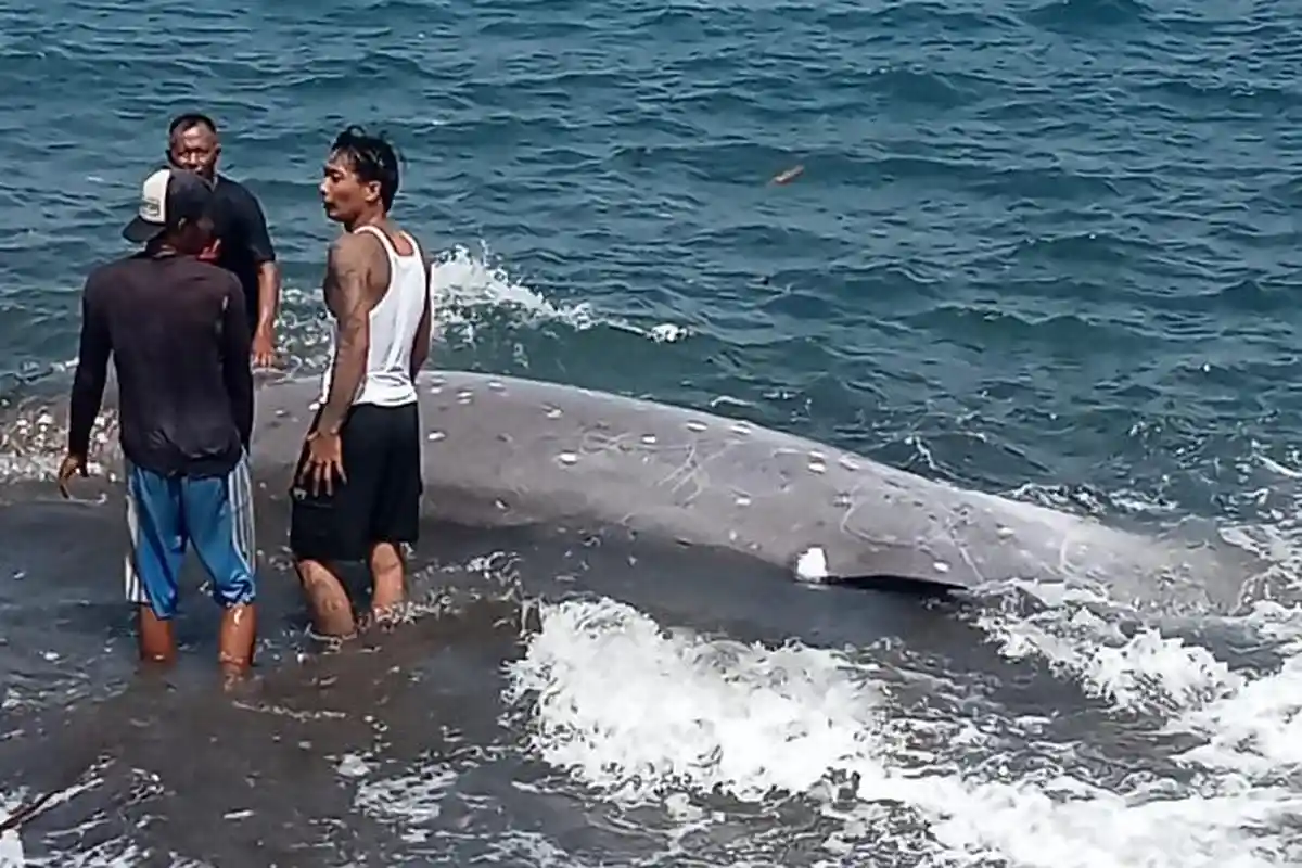 Mamalia Laut Panjang 5 Meter Ditemukan Terdampar di Bali, Tony: 3 Kali Percobaan, Berhasil Selamat