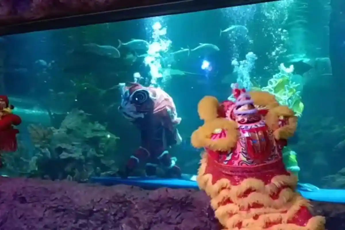 Sambut Imlek, Ancol Hadirkan Atraksi Burung Eksotis hingga Barongsai Underwater