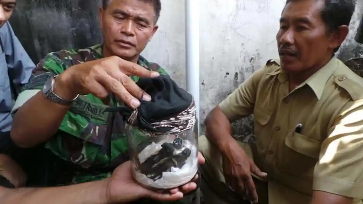 Sepasang Jenglot  Berhasil  Ditangkap Warga  Desa Kaliputu