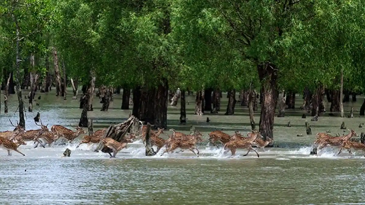Menjelajahi Sundarbans, Hutan Mangrove Terbesar yang Ada di Dunia