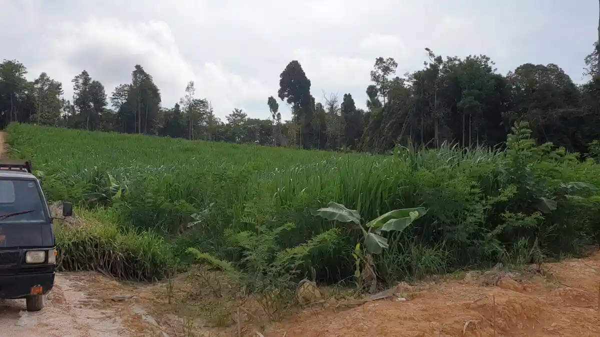 Jamin Ternak Kambing Boer Sehat, Cheito Karno: Karena Makan Rumput Pachong dan Tanaman Indogofera