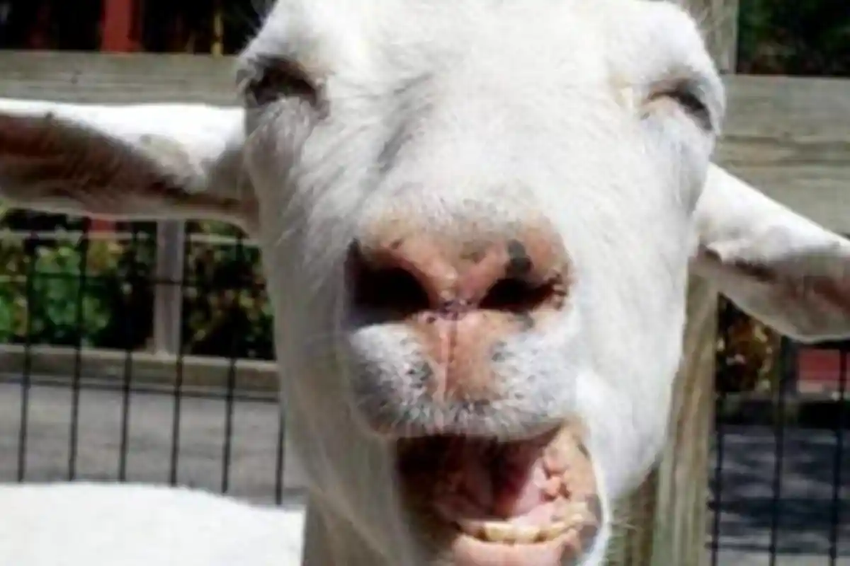 Terbukti Perkosa Kambing Tetangganya yang Sedang Hamil, Pria Ini Ditangkap dan Diadili 