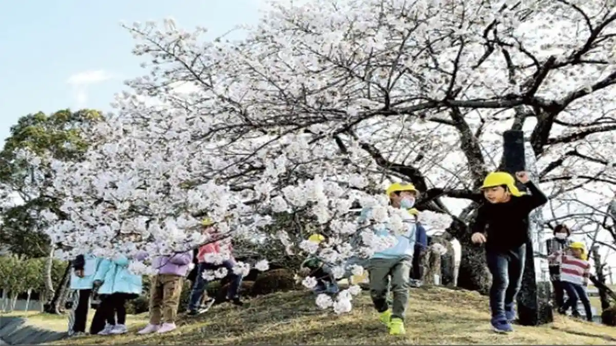 Obizakura di Shizuoka Jepang Mekar Lebih Awal di Balai Kota Shimada
