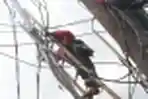 PLN Ganti Tiang Listrik 