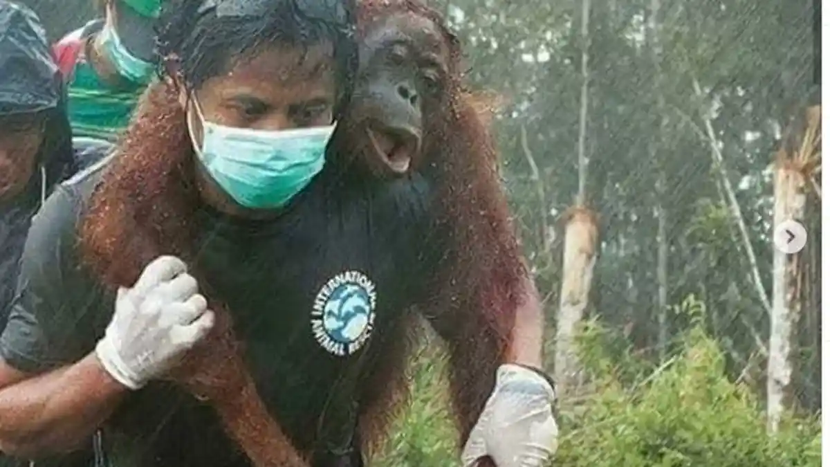 Kebakaran Lahan dan Hutan di Kalimantan, Begini Nasib Orang Utan, dan  Ular Phyton yang Viral